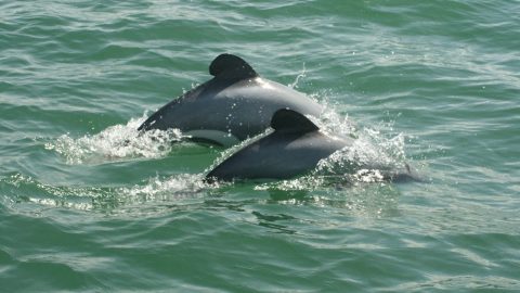 Two Māui Dolphins - the smallest dolphins in the world, native to New Zealand and endangered by commercial fishing practices. (Photo: ©Department of Conservation, New Zealand)