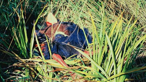 A stoat kills a takahē, a native bird that came back from near extinction but still at risk from predator attack. (Photo ©Department of Conservation, New Zealand)