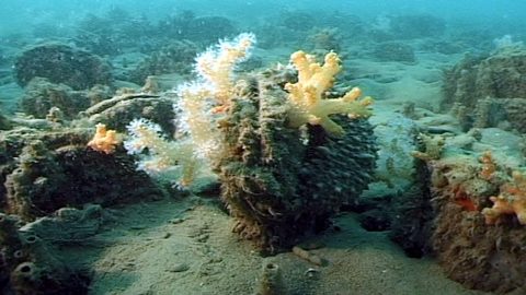 A healthy marine bed of horse mussels at Mahurangi Harbour in 1998. Photo ©Simon Thrush
