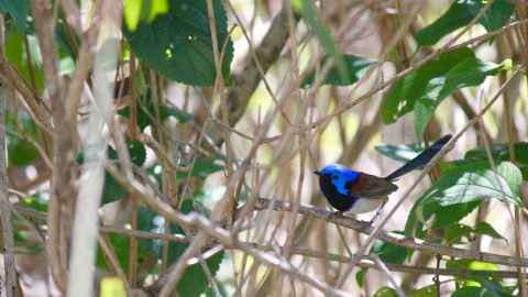 Fairy wren
