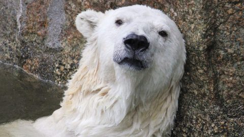 Climate change: It's never been about the science - it's the ideology.