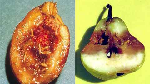The devastation caused by fruit flies is shown in an apricot and a pear. (Images used by permission Plant Health Australia).