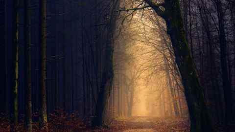 A forest bathed in darkness and light...or good and bad, explains Ellery McNaughton.