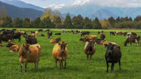Visiting Professor Myles Allen met New Zealand farmers who are confident of reducing methane emissions through good husbandry, feed additives and perhaps vaccines.