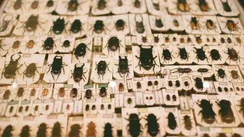 Taxonomy is the science of species discovery. Photo: iStock