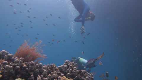 The author pictured in a marine park in Raja Ampat, West Papua New Guinea (Indonesia), the region with the highest density of marine species in the world. Photo: Professor Mark Costello