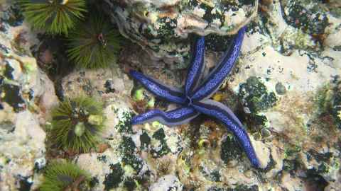 Sea urchins (kina) and starfish in Parque Nacional Galápagos, Ecuador's first national park and a UNESCO World Heritage Site. Photo: Professor Mark Costello