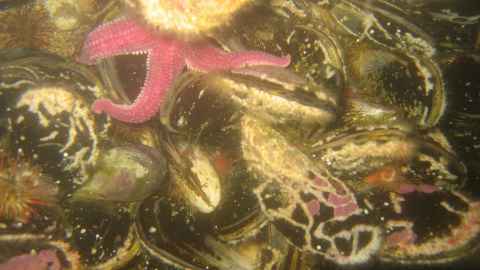 Starfish on mussels in a fjord in Chile near a Marine Protected Area. Photo: Professor Mark Costello.
