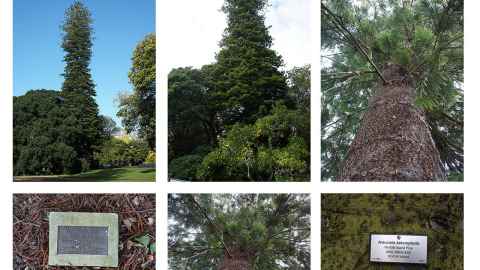 The Norfolk pine planted in 1869 by Prince Alfred.