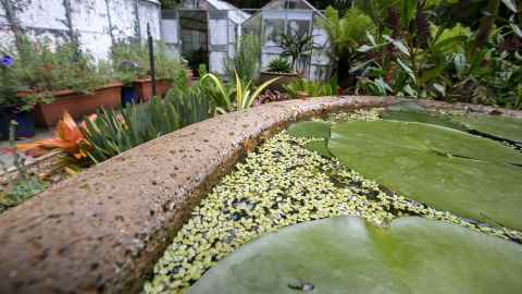 Pathway leading to the greenhouses where Stanley grows plants to train gardeners.