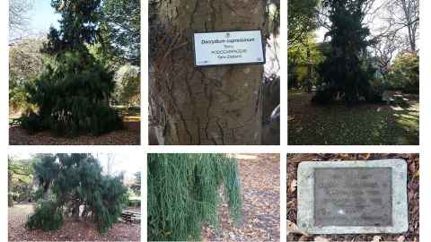 A rimu planted by Queen Elizabeth II in 1953.