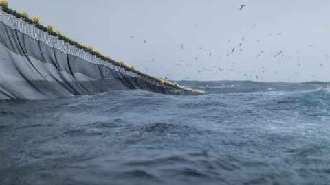 A commercial fishing net spans across the ocean: Veronica Rotman is calling for cameras on commercial fishing boats, much greater observer coverage, investment in dolphin-friendly fishing methods to protect the Māui and Hector dolphin. Photo: iStock