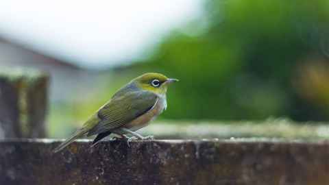 YThe image shows a small bird, a tauhou or wax-eye, self-introduced in the early 1800s: it's Māori name, mean stranger or new arrival. Photo: iStock