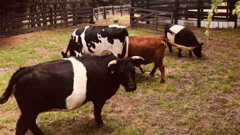 Simon's cows: Cecelia, Mary, Coco, Flora, Helga and Olive