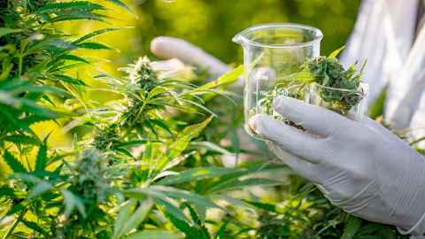 Cannabis plant