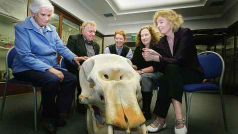 L to R: The late Dr Joan Robb, Derek Challis, Professor Mary Sewell, Mandy Harper and Professor Michele Leggott, with the skull of Mollie the elephant in 2008.