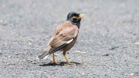 The common myna bird.