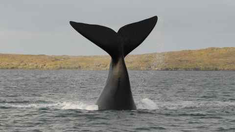 New Zealand's tohorā (southern right whale) Photo: Tohorā Research Team with Department of Conservation