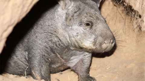 The northern hairy-nosed wombat in Queensland.