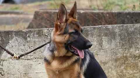 Richard Pamatatau's new dog Margaux