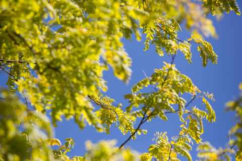 Leaves on a tree against a blue sky