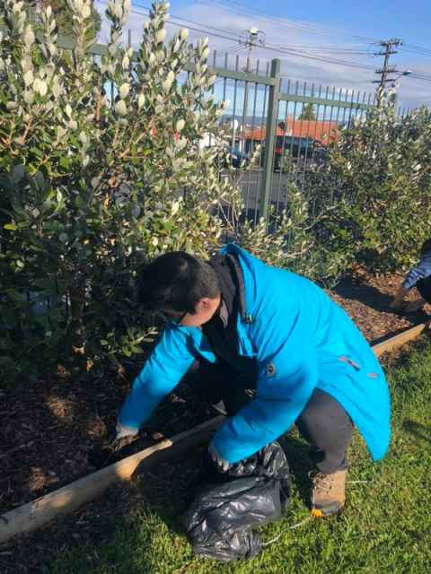 Chinese Alumni Club working bee at Dominion Road Primary School, Mt Roskill