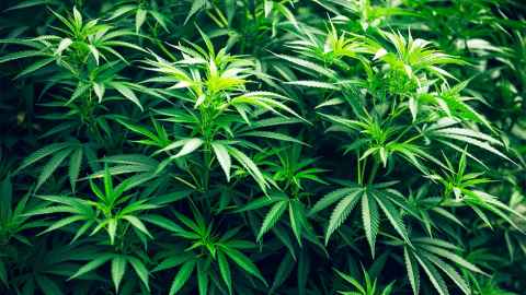 A cannabis plant if pictured: Most cannabis use occurs among young people ages 15-29 years. Photo: iStock