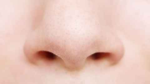 Your nose: the window to your brain - The University of Auckland