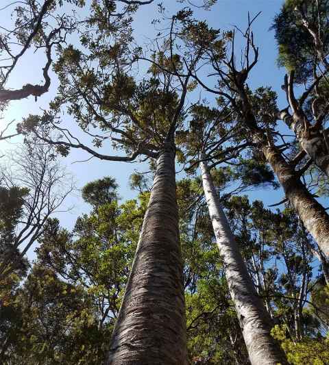 Kauri with thinning canopies.