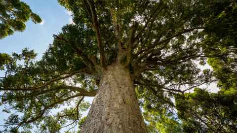 There are currently no effective options for controlling the spread of kauri dieback.