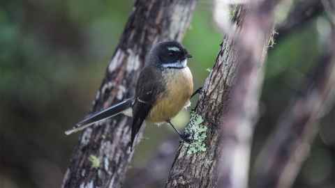 Fantail by Natalie Anderson