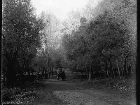 From Shifting Grounds: A horse-drawn carriage travelling through the olive grove in Cornwall Park in 1913 (Photograph by J.D. Richardson, 1913, Auckland Libraries Heritage Collections)