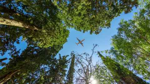 Airplane above trees