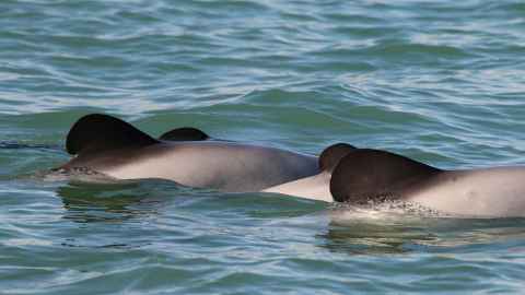 Mother and baby dophin.