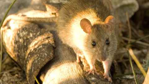 Rattus rattus, aka the ship rat, is widespread in Aotearoa New Zealand.