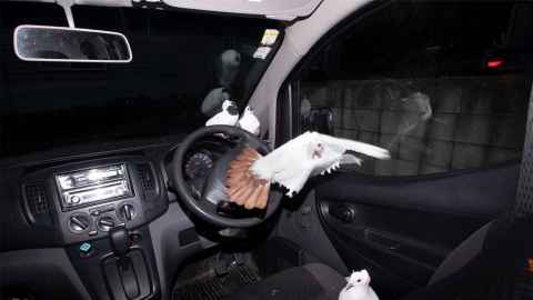 Photo of 4 doves inside a car