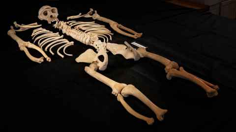 Skeleton of Tschego in Museum für Naturkunde Berlin. (Javier Virués-Ortega)