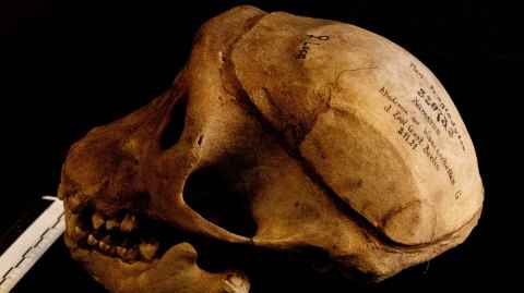 One of the chimpanzee’s skulls, among the remains in the Museum für Naturkunde Berlin. (Javier Virués-Ortega)