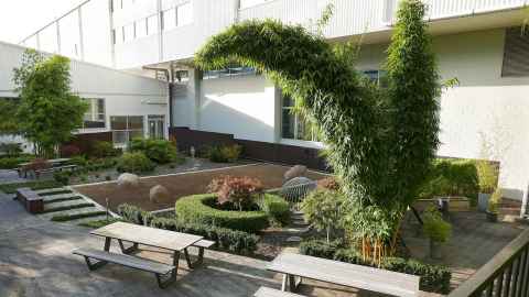 The Asian-fusion garden, also known as the Zen garden, at Newmarket Campus. It features a candy cane bamboo.