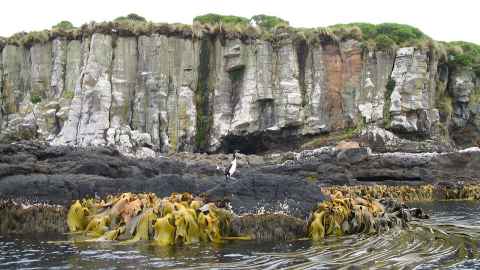 A shag sitting on rocks with high, jagged cliffs in the background. 