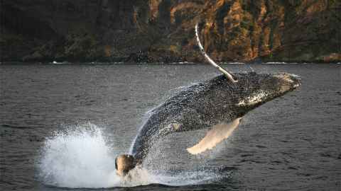 Humpback whale