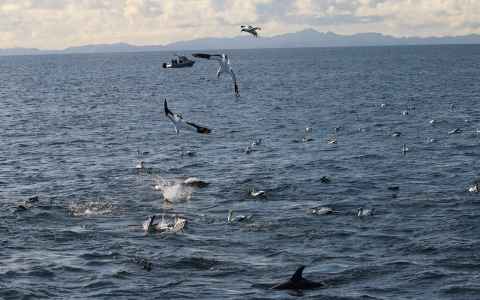 'Working up': feeding time for whales and birds in the Hauraki Gulf.