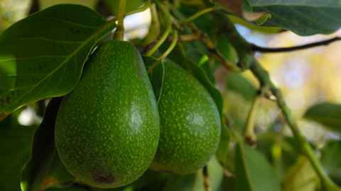 Avocados on a tree