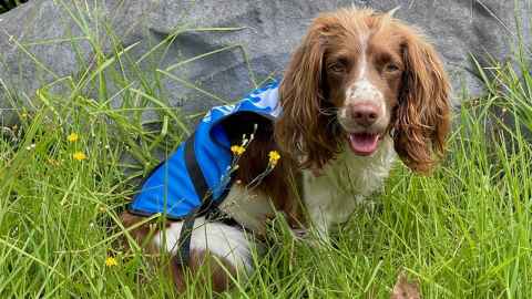 Sniffer dog Pip 