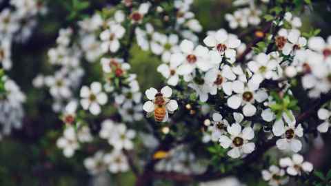 Honeybee on Manuka (Leptospermum scoparium) 