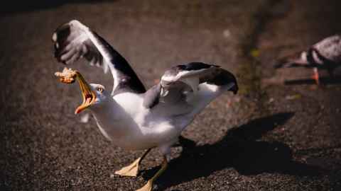 Starving seagull with eyes full of rage while grabbing a small piece of bread