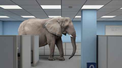 elephant in office