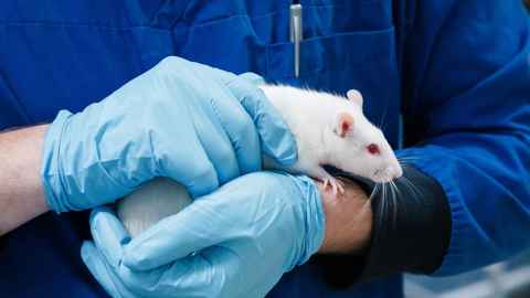 White rat in laboratory at University of Auckland
