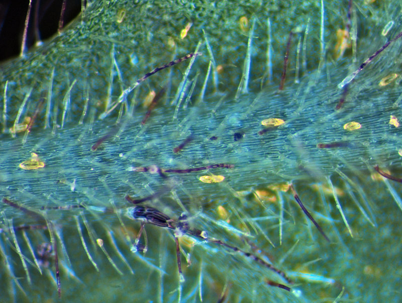 Lastreopsis velutina - The University of Auckland