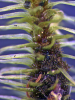 Breutelia pendula - The University of Auckland